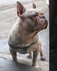 Close-up of a dog looking away