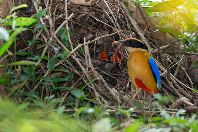 Close-up of bird perching on plant