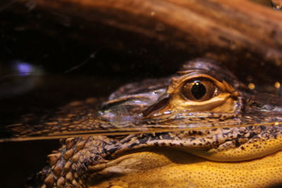 Close-up of turtle