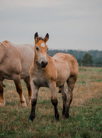 Horses standing on field