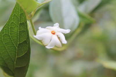 Close-up of white flowering plant