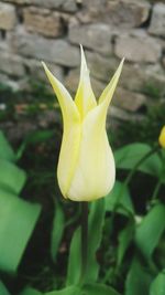 Close-up of yellow flower