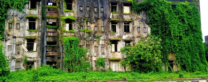 Ivy growing on old building