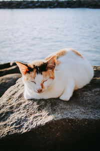 Cat resting in a water