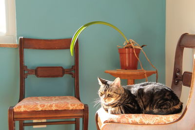 Portrait of cat sitting on chair