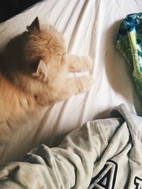 Close-up of dog sleeping on bed