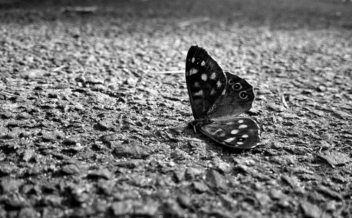 Close-up of butterfly