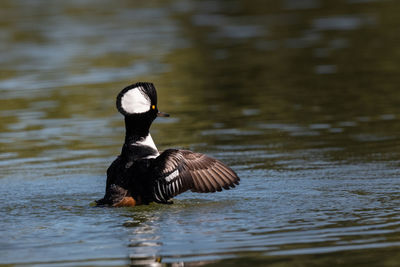 Duck swimming in lake