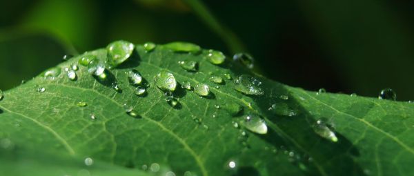 Close-up of raindrops on green leaves during rainy season