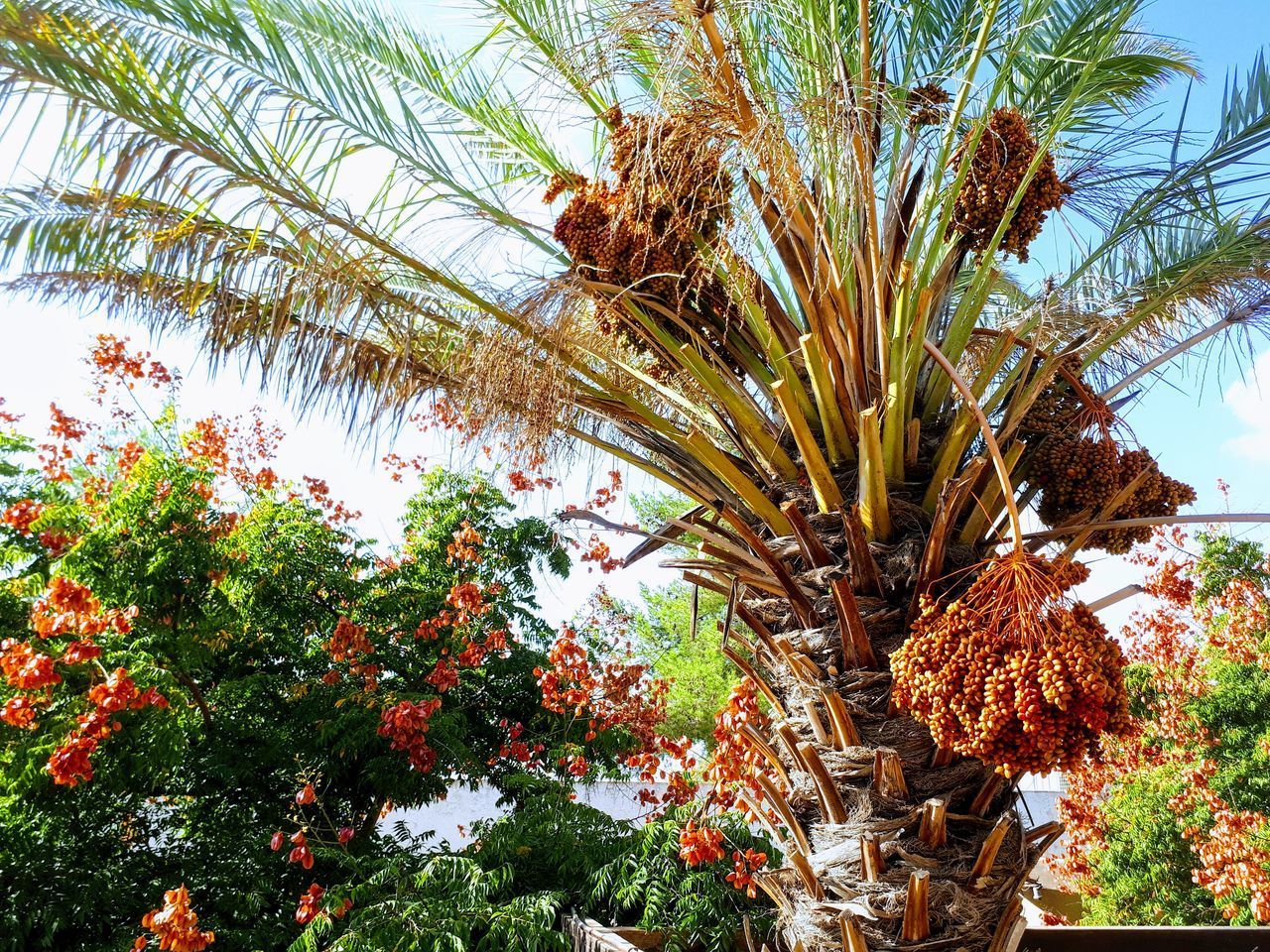 LOW ANGLE VIEW OF PALM TREES