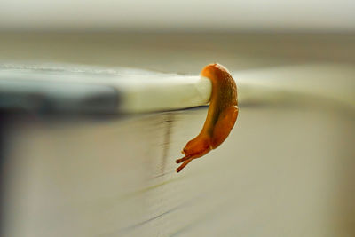 Close-up of orange leaf