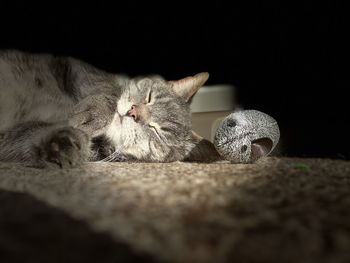 Close-up portrait of a cat resting