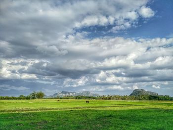 Scenic view of agricultural field against sky