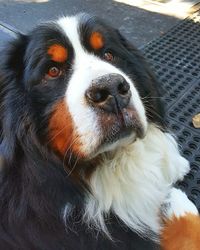 Close-up portrait of dog