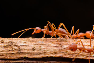 Close-up of insect on wood