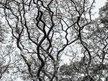 Low angle view of bare tree against sky