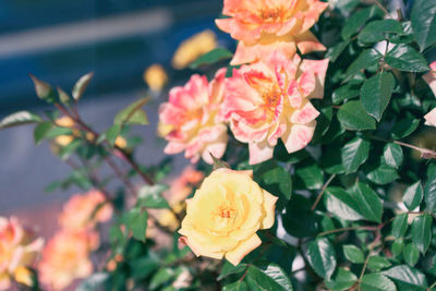 Close-up of pink flowering plant