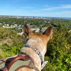 Rear view of dog on landscape