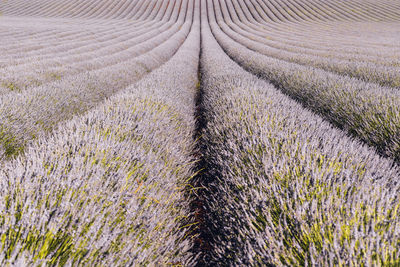 View of lavender growing in field