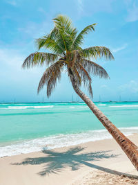 Palm tree on beach against sky