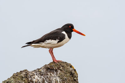 Close-up of bird perching on rock