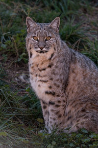 Portrait of a cat on field