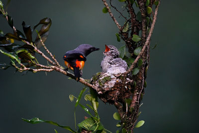 Close up, a bird feeds its child on a tree branch