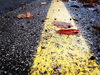 High angle view of autumn leaves on road