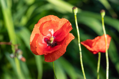 Close-up of red poppy growing on plant