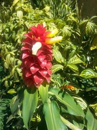 Close-up of red flower blooming outdoors