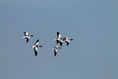 Low angle view of birds flying against clear sky