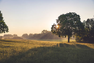 Scenic view of field against clear sky during sunset