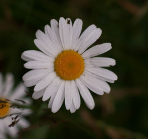 Close-up of white flower blooming outdoors