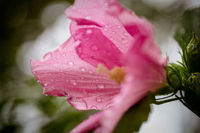 Close-up of raindrops on pink rose flower