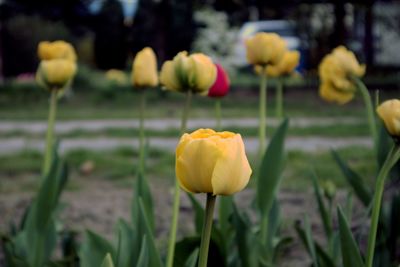 Close-up of yellow tulip flower on field