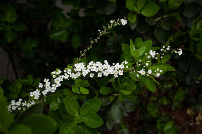 Close-up of white flowers blooming outdoors