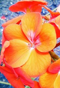 Close-up of yellow flower