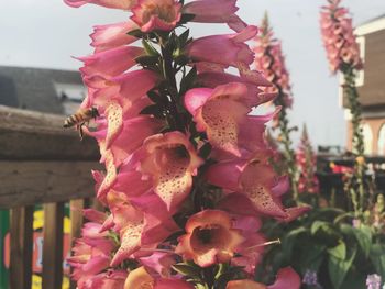 Low angle view of pink flowers blooming on tree