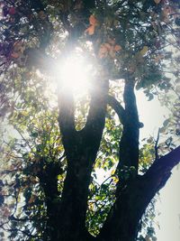 Low angle view of tree