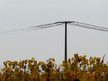 Low angle view of bird perching on plant against sky