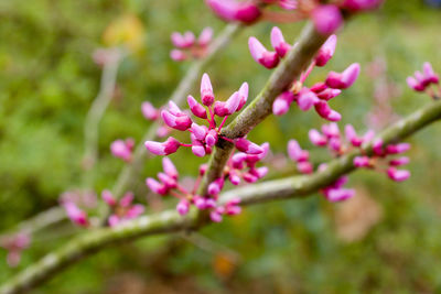 Close-up of pink flowering plant