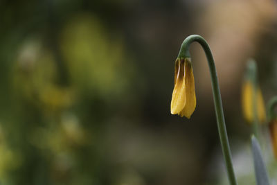 Close-up of yellow flowering plant