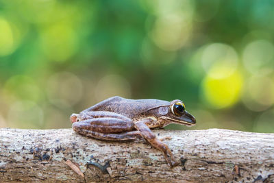 Close-up of frog on tree