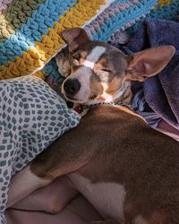 Sleepy dog with ray of light on face