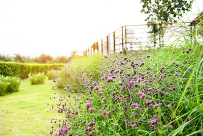 Scenic view of flowering plants on field against clear sky