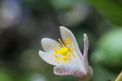 Close-up of yellow crocus flower