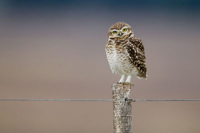 Close-up of bird perching on wooden post