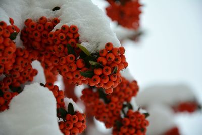 Close-up of red berries covered with snow