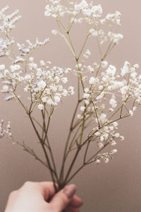 Close-up of hand holding cherry blossom