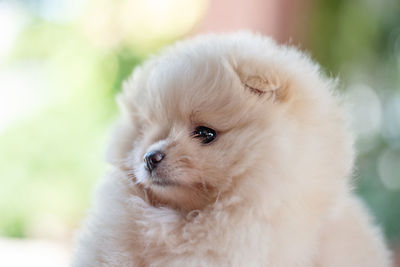 Portrait of white puppy